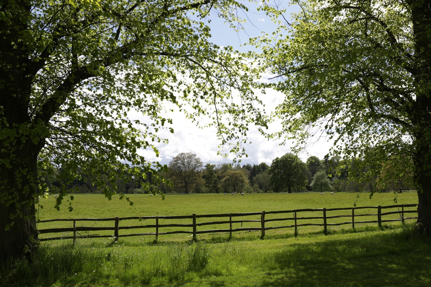 Collins Acres: Cultivating Community and Sustainability